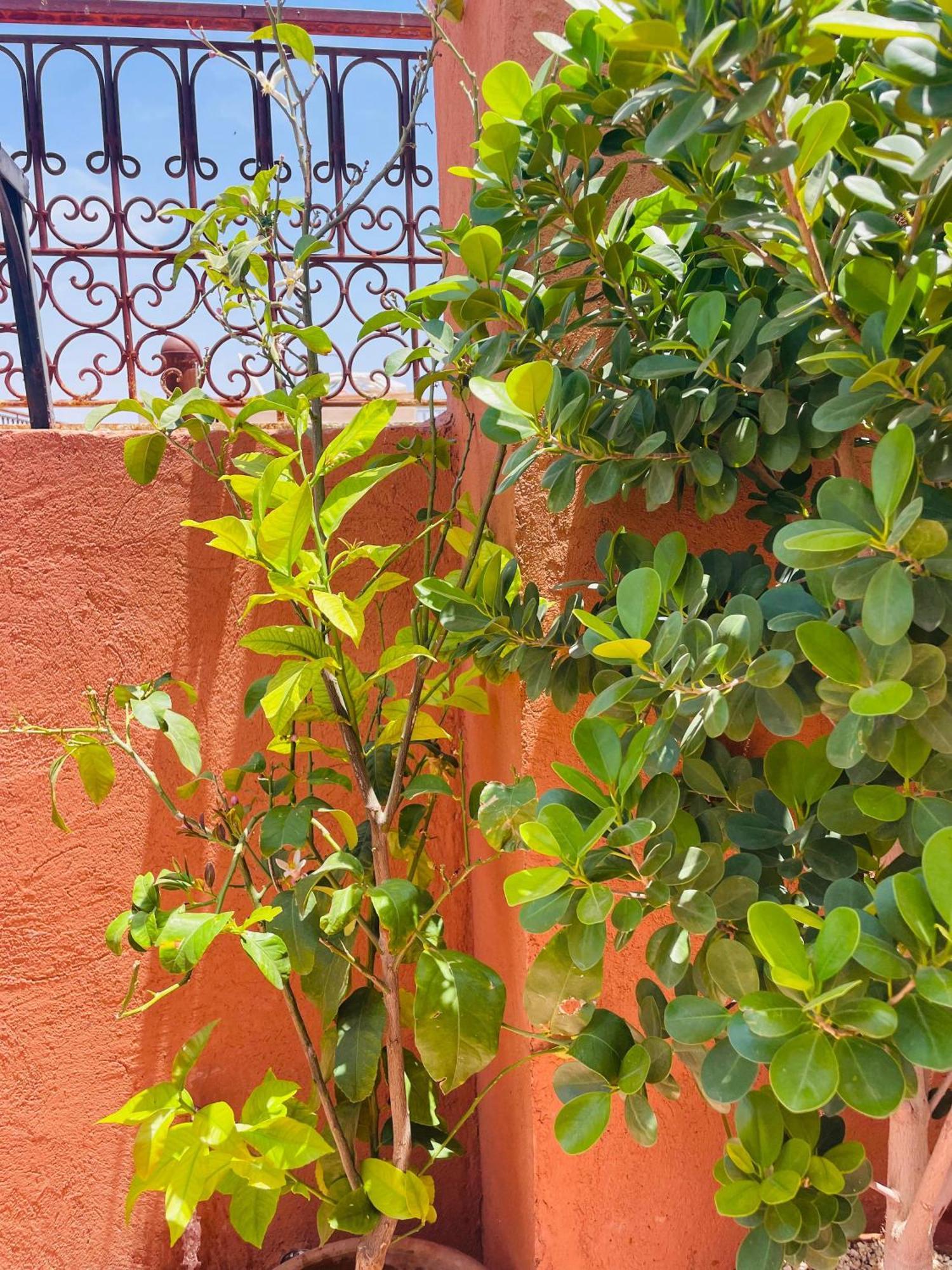 Riad Ms Holidays Terrasse Privatise Marrakech Marrakesh Exterior foto